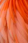 Pattern in pink American flamingo feathers Art Print